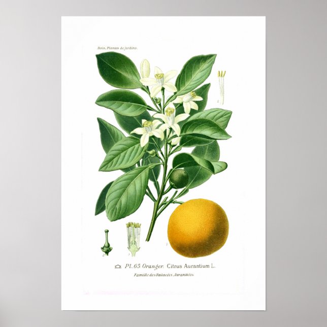 Citrus auranticum (orangen Sevilla) Poster (Framsidan)