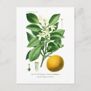 Citrus auranticum (orangen Sevilla) Vykort