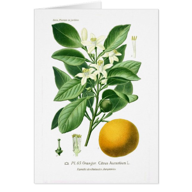 Citrus auranticum (pomeransen) hälsningskort (Framsidan)