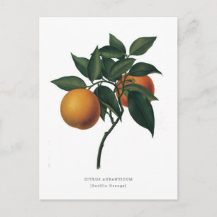 Citrus auranticum "Sevilla-Orangen" Vykort