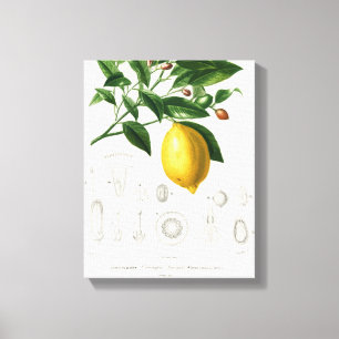 Citrus Citrus Fruit Botanical Limonium Illustratio Canvastryck