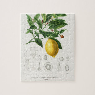 Citrus Citrus Fruit Botanical Limonium Illustratio Pussel