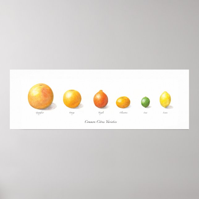 Citrus Collection Poster (Framsidan)