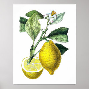 Citrus Fruit Lemon Botanical Print No. 10 Wall Art Poster