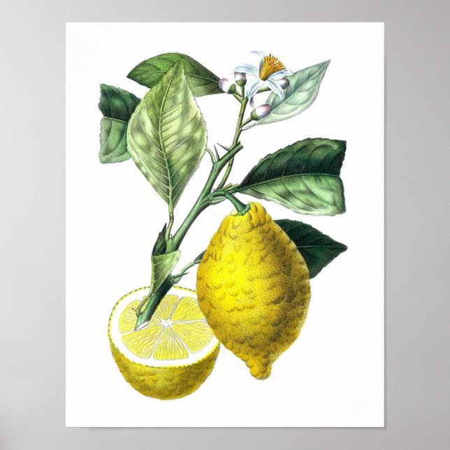 Citrus Fruit Lemon Botanical Print No. 10 Wall Art Poster (Framsidan)