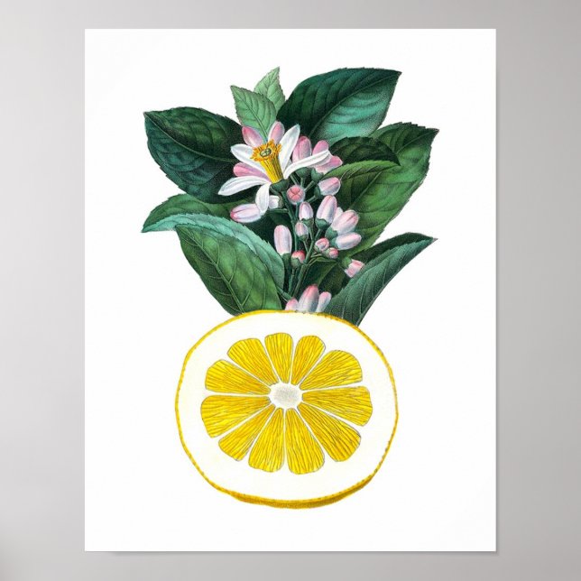 Citrus Fruit Lemon Botanical Print No. 11 Wall Art Poster (Framsidan)