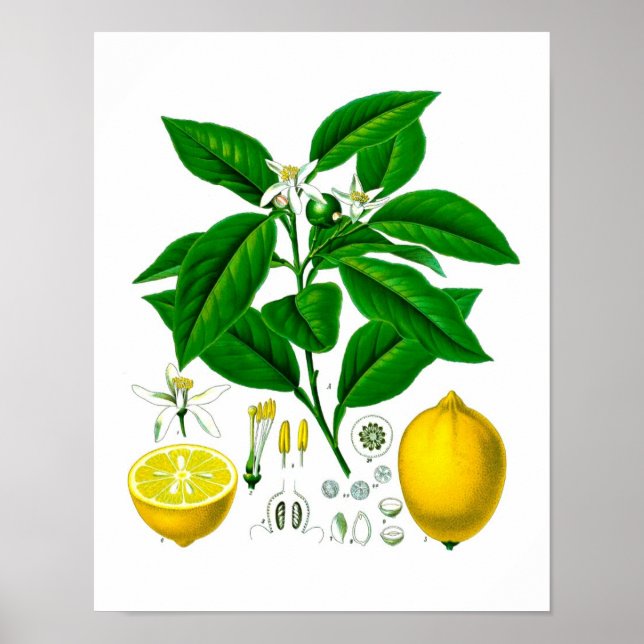 Citrus Fruit Lemon Botanical Print nr 7 Wall Art Poster (Framsidan)