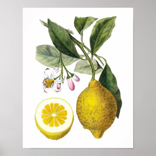 Citrus Fruit Lemon Botanical Print nr 9 Wall Art Poster (Framsidan)