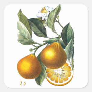 Citrus Fruit Orange Botanical art. 5 Home Decor Fyrkantigt Klistermärke