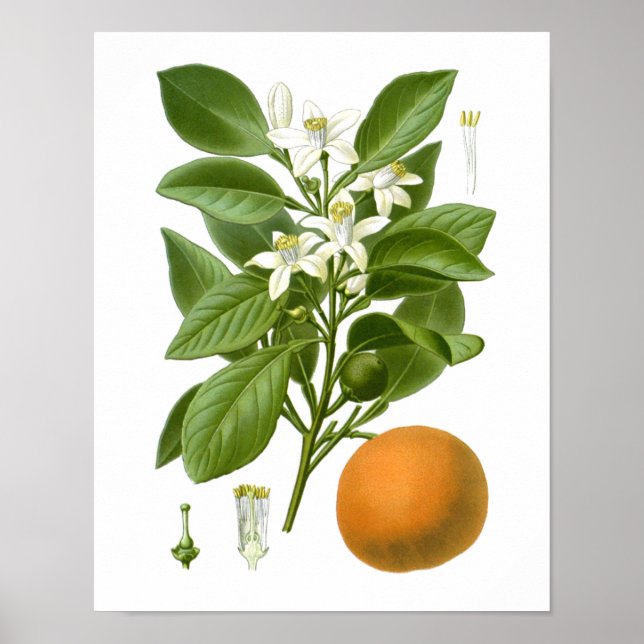 Citrus Fruit Orange Botaniskt utskrift nr 2 Väggko Poster (Framsidan)