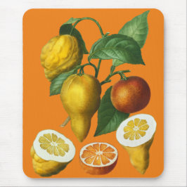 CITRUS FRUKT MUSMATTA