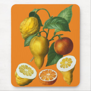 CITRUS FRUKT MUSMATTA