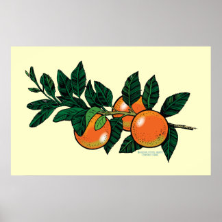 Citrus gren poster