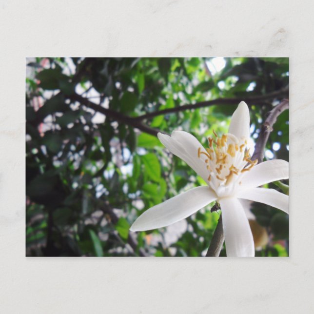 Citrus × limon vykort (Framsida)