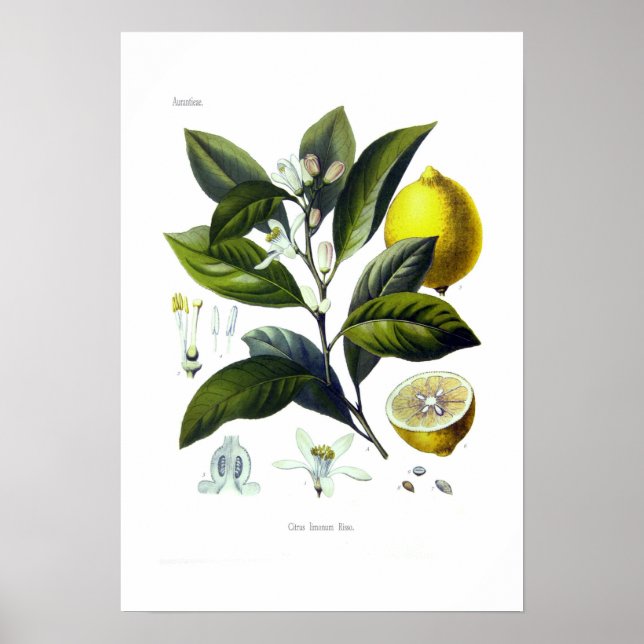 Citrus limonum (Lemon) Poster (Framsidan)