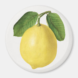 Citrus Magnet