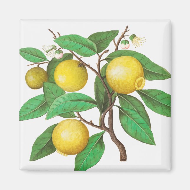 Citrus Magnet (Framsidan)