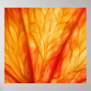 Citrus Makro: Abstrakt av blodOrange. Poster