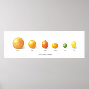 Citrus samling poster