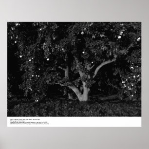 Citrus Träd at Sunrise, januari 1966, Ansel Adams Poster