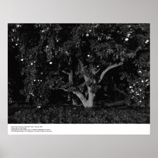 Citrus Träd at Sunrise, januari 1966, Ansel Adams Poster