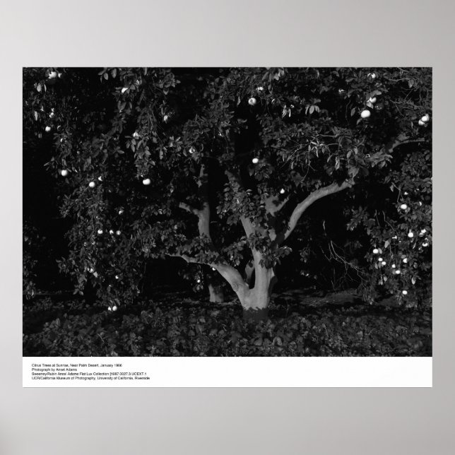 Citrus Träd at Sunrise, januari 1966, Ansel Adams Poster (Framsidan)