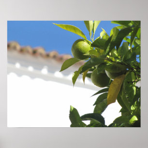 Citrus Träd med Ripe Fruit Poster