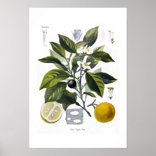 Citrus vulgaris (Orange) Poster (Framsidan)