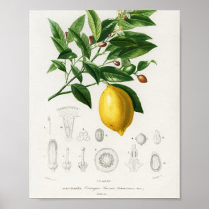 Citrusfrukt, botaniskt Limonium Illustration Poster