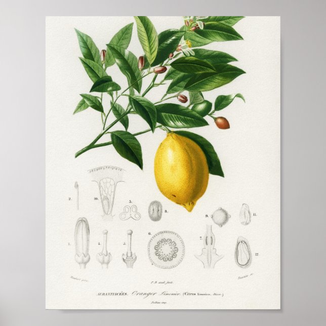 Citrusfrukt, botaniskt Limonium Illustration Poster (Framsidan)