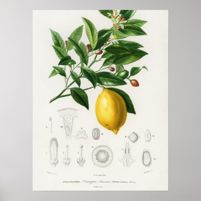 Citrusfrukt, botaniskt Limonium Illustration Poster (Framsidan)