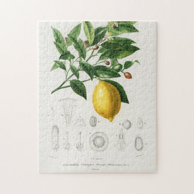 Citrusfrukt, botaniskt Limonium Illustration Pussel (Vertikal)