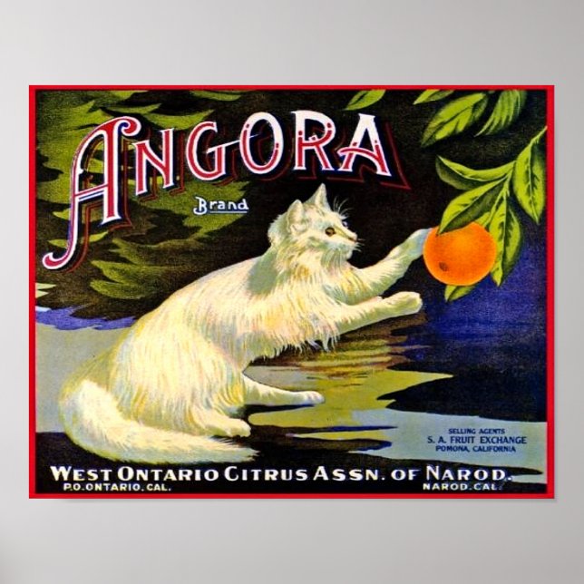 Citrusmärket Angora med katt 1940 Poster (Framsidan)