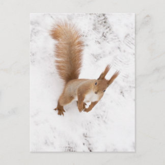 City Squirrel Vykort
