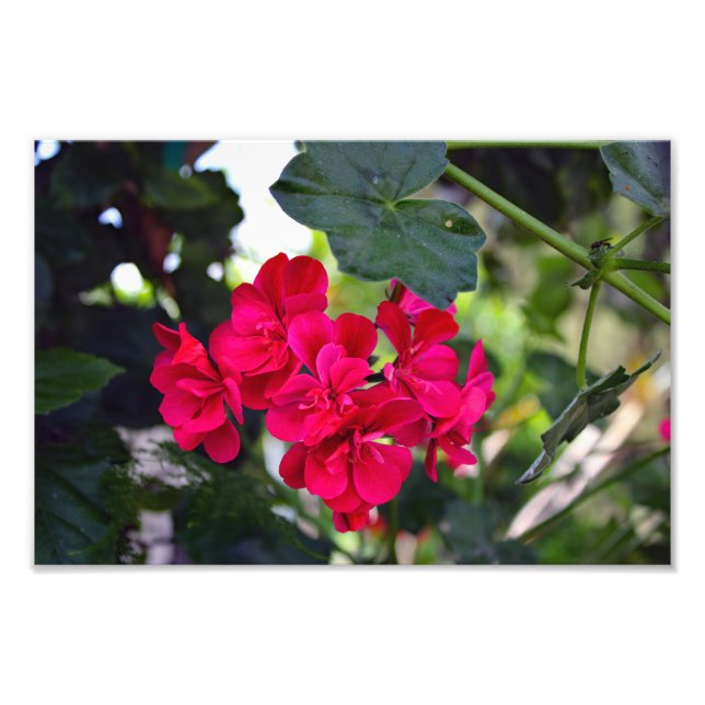 City Terrace Fototryck (Framsidan)