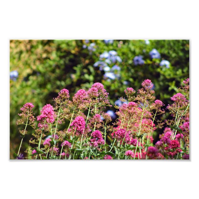 City Terrace Fototryck (Framsidan)