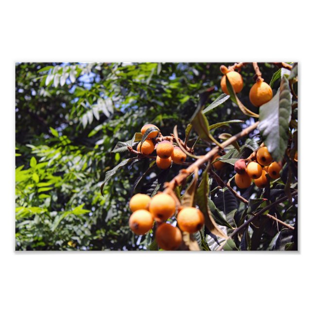 City Terrace Fototryck (Framsidan)