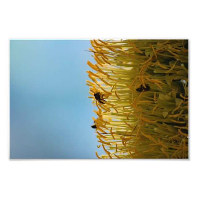 City Terrace Fototryck (Framsidan)