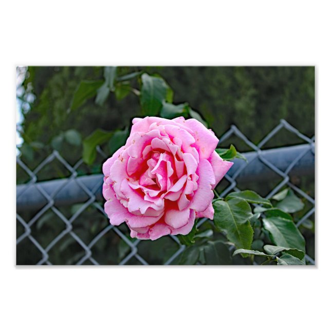 City Terrace Fototryck (Framsidan)