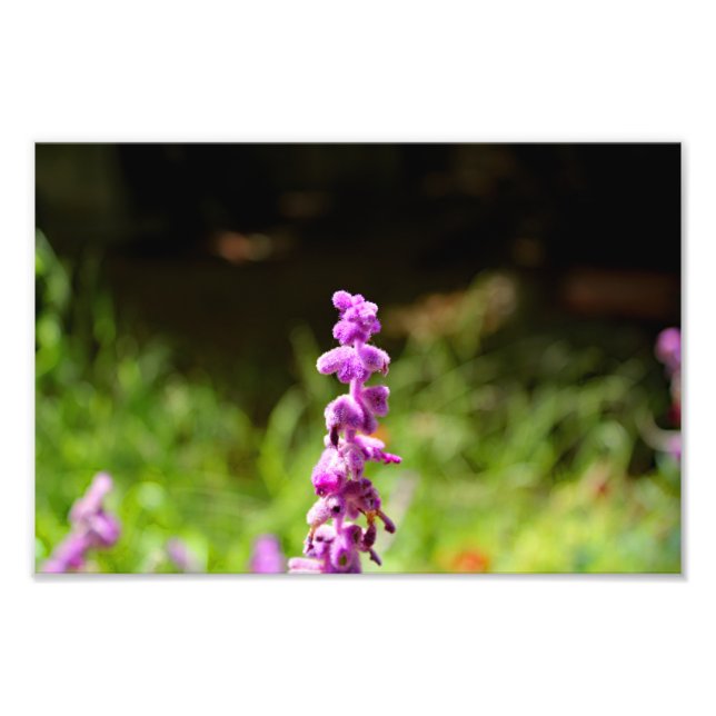 City Terrace Fototryck (Framsidan)