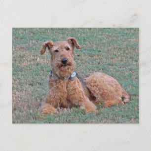 CJ- Airedale Terrier Postcard Vykort