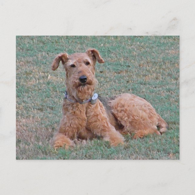 CJ- Airedale Terrier Postcard Vykort (Framsida)