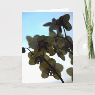 Clair de Fleur Kort