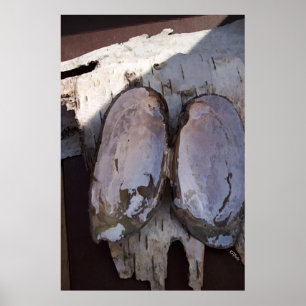 Clamshell Vingar Poster