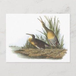 Clapper Rail av Audubon Vykort