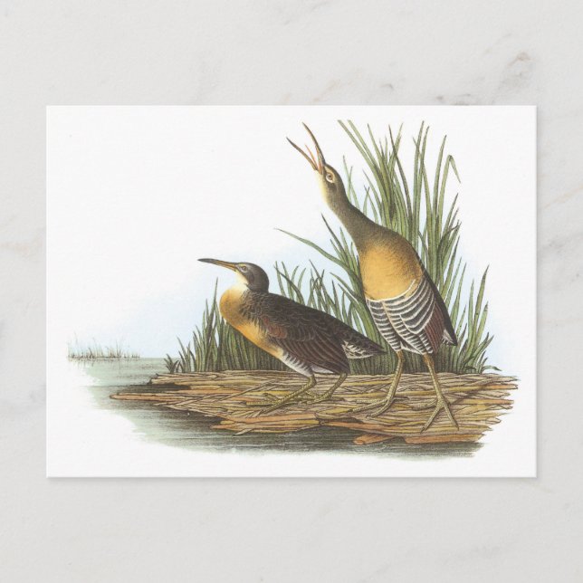 Clapper Rail av Audubon Vykort (Framsida)
