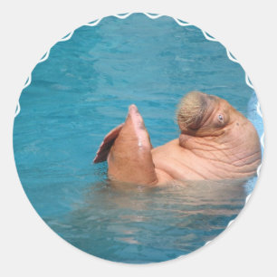 Clapping Walrus Stickers Runt Klistermärke
