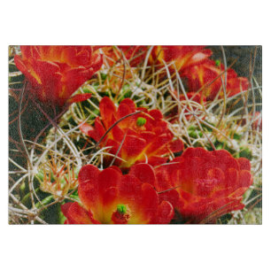 Claret Cup Kaktus Vildblommor
