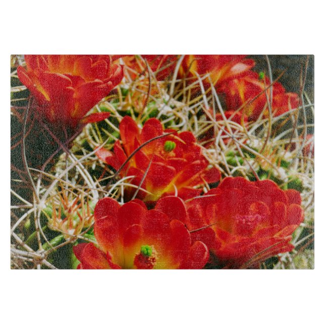 Claret Cup Kaktus Vildblommor (Framsidan)