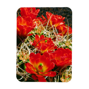 Claret Cup Kaktus Vildblommor Magnet